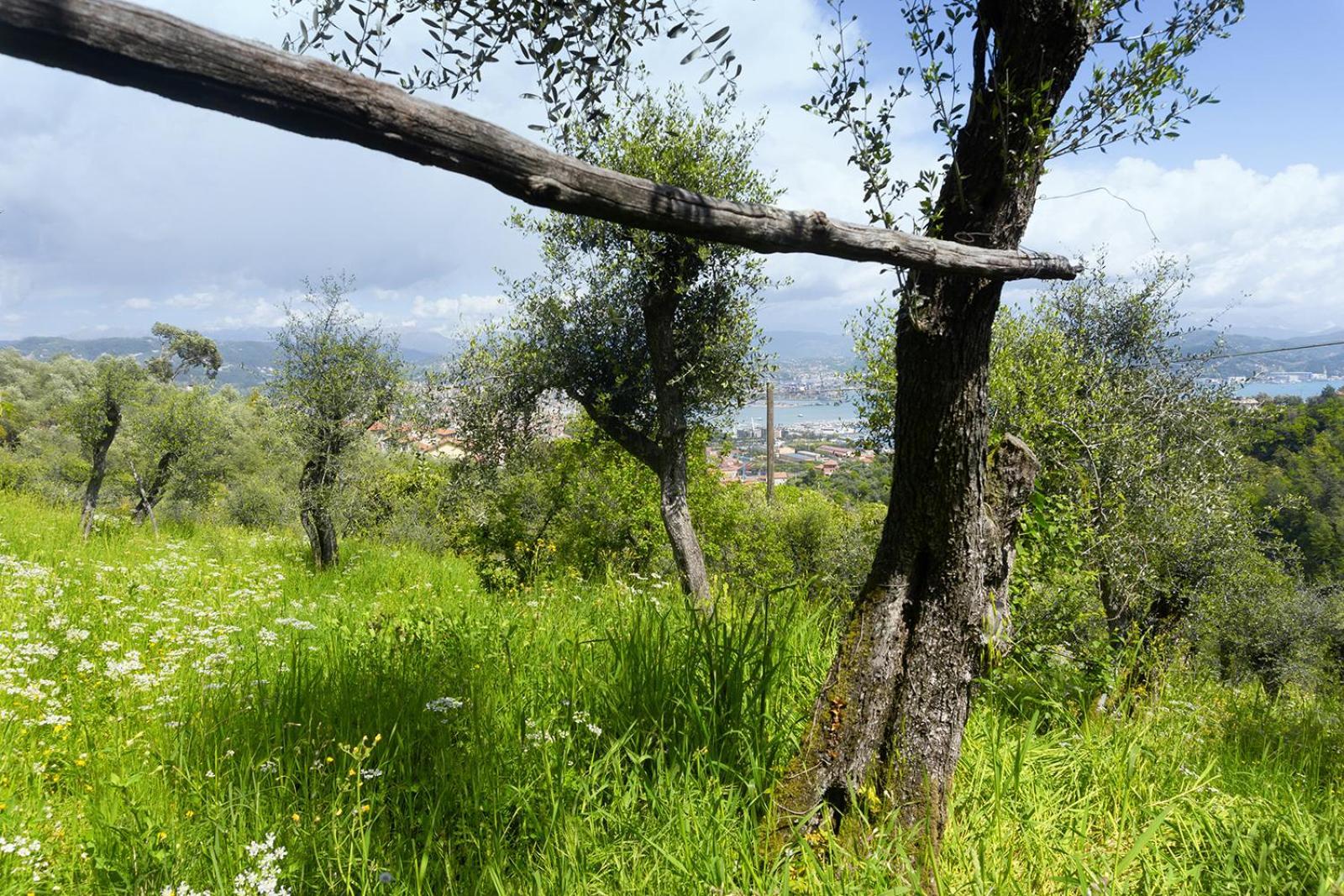 Appartement Gli Ulivi Sul Golfo E Le 5 Terre à La Spezia Extérieur photo
